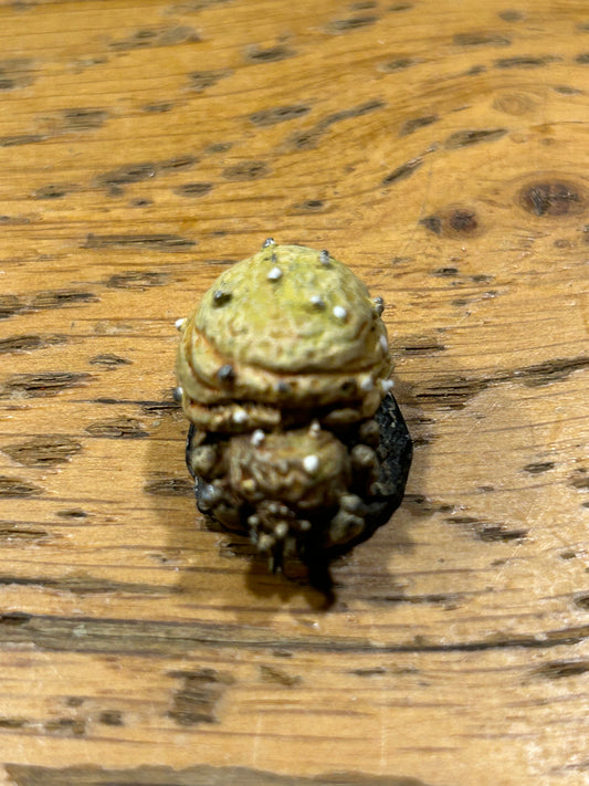 Asgard miniatures  giant tick (I think)