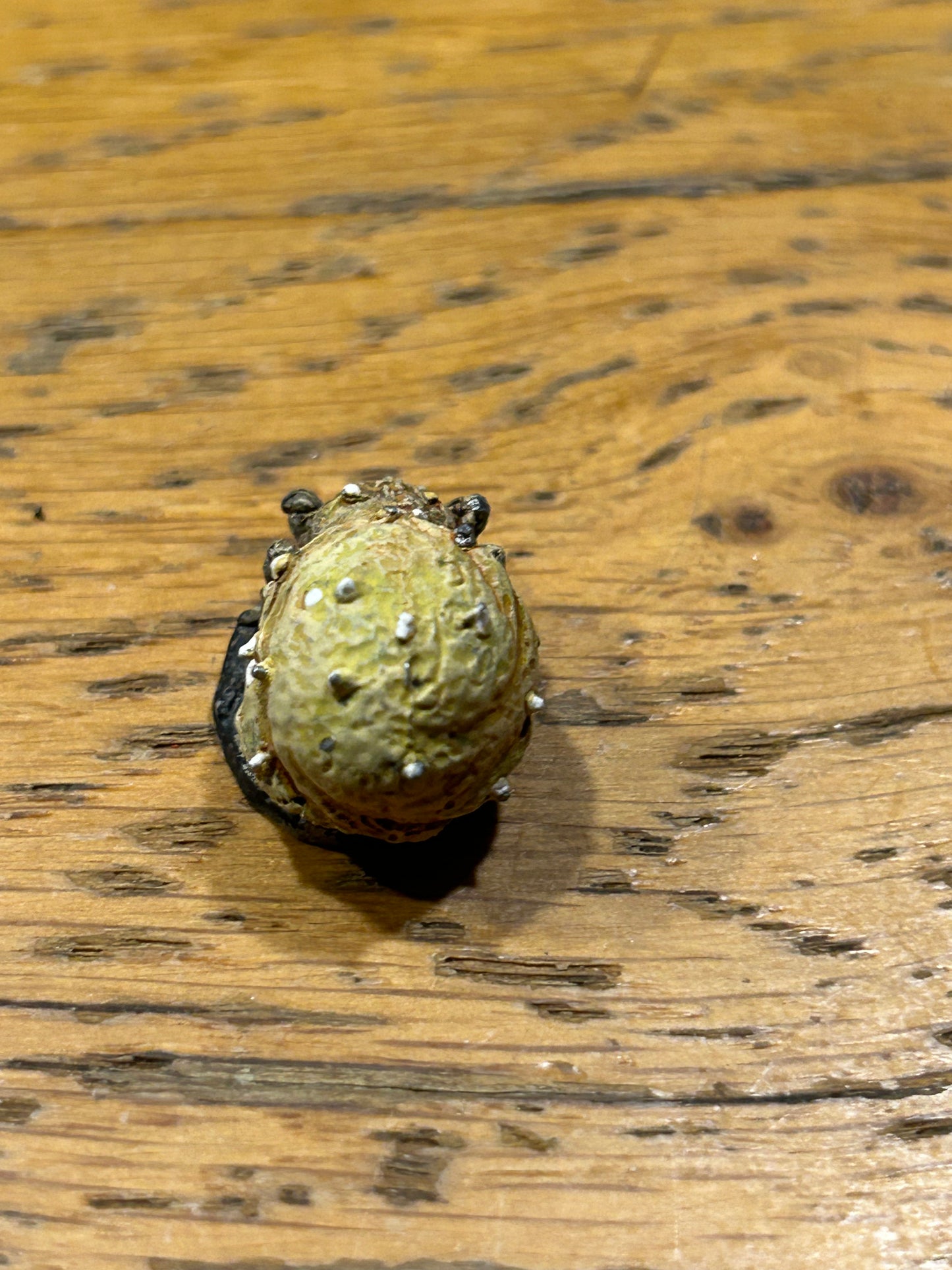 Asgard miniatures  giant tick (I think)